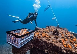 Image of the project to repopulate the Maro-Cerro Gordo cliff area with orange coral.