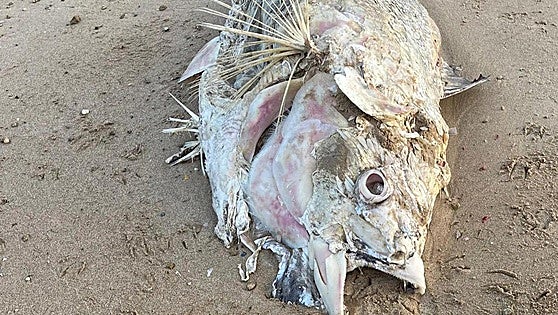 Why are dead tuna fish washing up on the beaches of Cadiz?