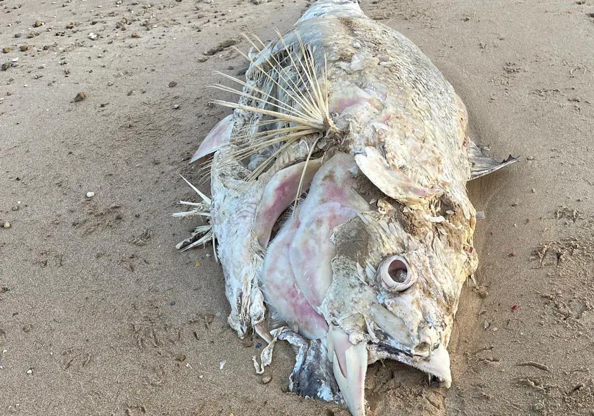 Why are dead tuna fish washing up on the beaches of Cadiz? | Sur in English