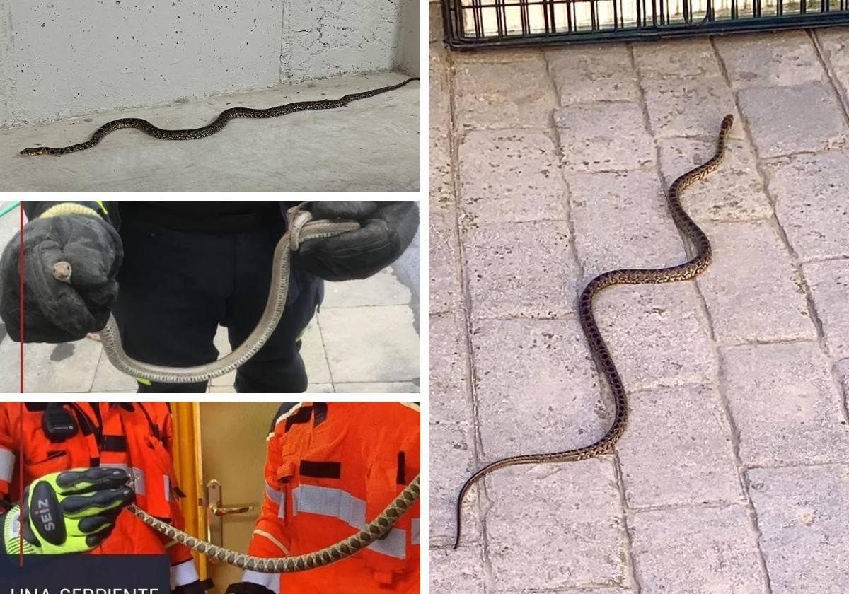 Spate of snakes entering homes in Granada province reported in one week