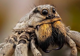 Image of a wolf spider photographed by Javier Rupérez from Malaga using his extreme macro technique.