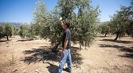 Experts reveal the future of olive oil prices in Spain: 'It will be expensive until Christmas'