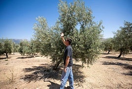 President of the Íllora olive oil cooperative observes the good growth of the olive trees, with olives already at pea size.