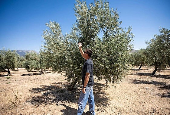 President of the Íllora olive oil cooperative observes the good growth of the olive trees, with olives already at pea size.