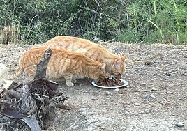 Cats in one of the colonies controlled by Mijas Felina.