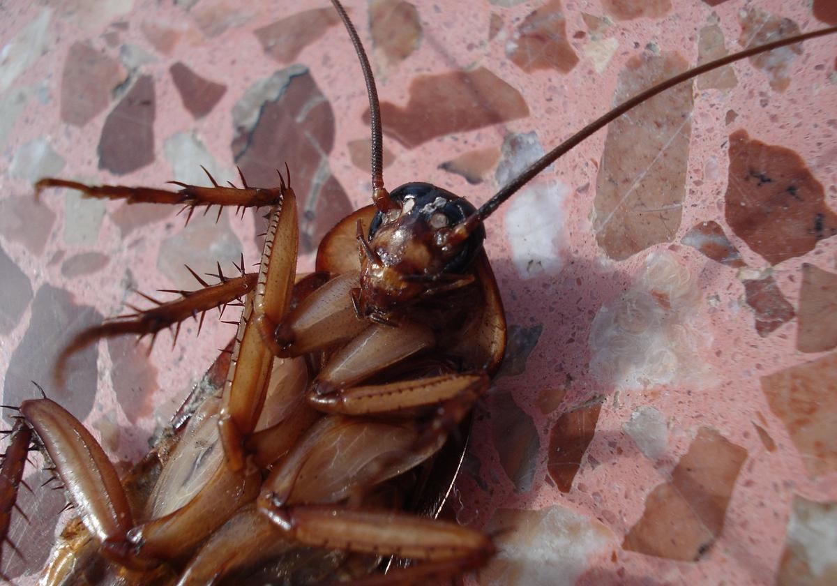 Experts warn of 'huge increase' in number of cockroaches this summer