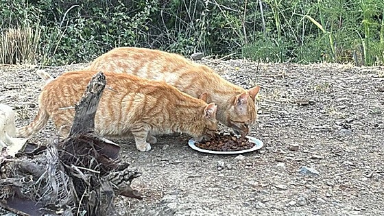 Cat charity unhappy with Mijas council's neutering plan