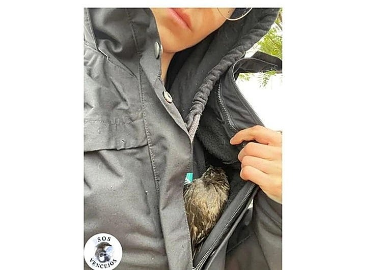 Laura Muriel with one of the swifts tucked inside her jacket.