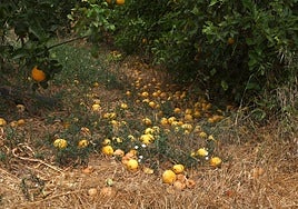 Crop losses for farmers in Malaga province's Guadalhorce valley area.