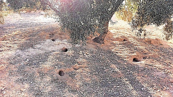 Fourteen town halls across Malaga province formulate plan to combat wild rabbit population problem