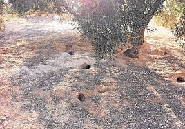 An olive grove in Antequera, mottled with wild rabbit burrows.