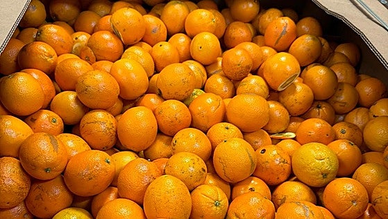 Health alert for dangerous pesticide in oranges from Egypt destined for Spanish market