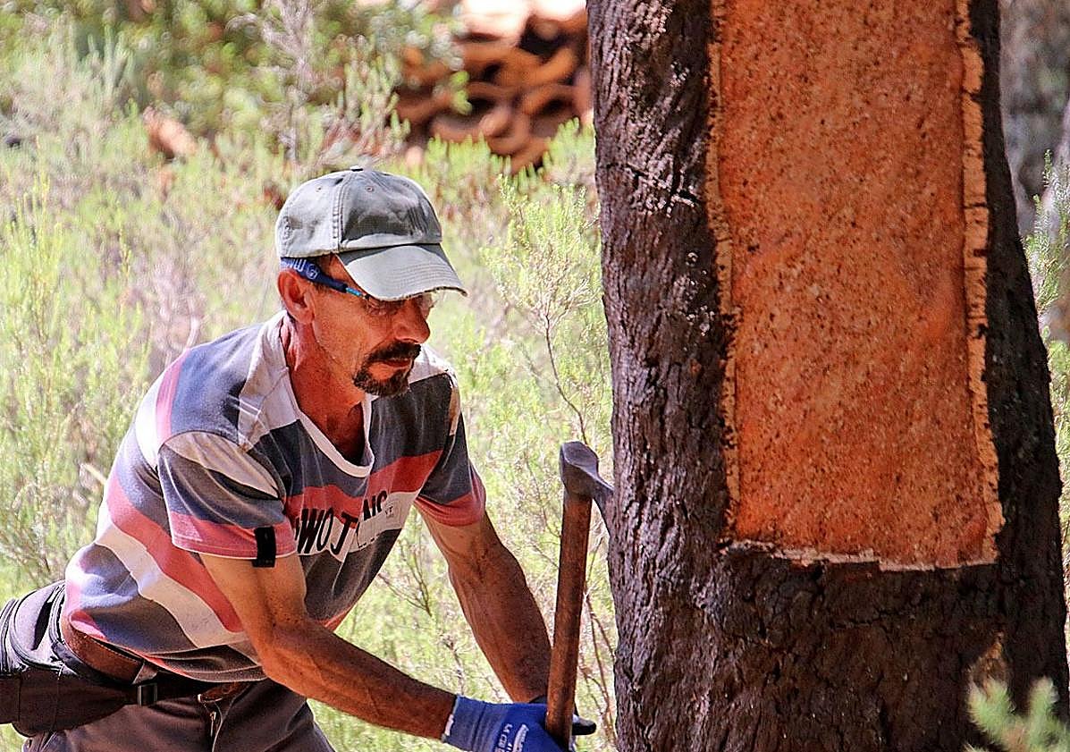 Imagen principal - A previous cork harvest in Cortes de la Frontera, in the Serranía de Ronda.