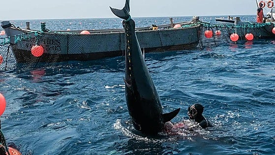 Successful end to bluefin tuna fishing season in Cadiz province's traditional 'almadraba' traps