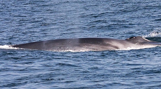 Owners of boats and jet skis asked to watch out for whales off Gibraltar