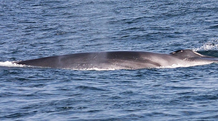 Owners of boats and jet skis asked to watch out for whales off Gibraltar