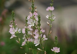 Sidalcea campestris.