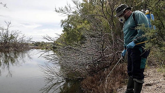 Health ministry detects the Nile Virus 'earlier' than ever in Andalucía
