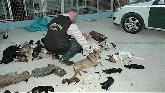 The animal shelter case that shocked Spain: Hundreds of dogs and cats euthanised for money to finance luxury lifestyle