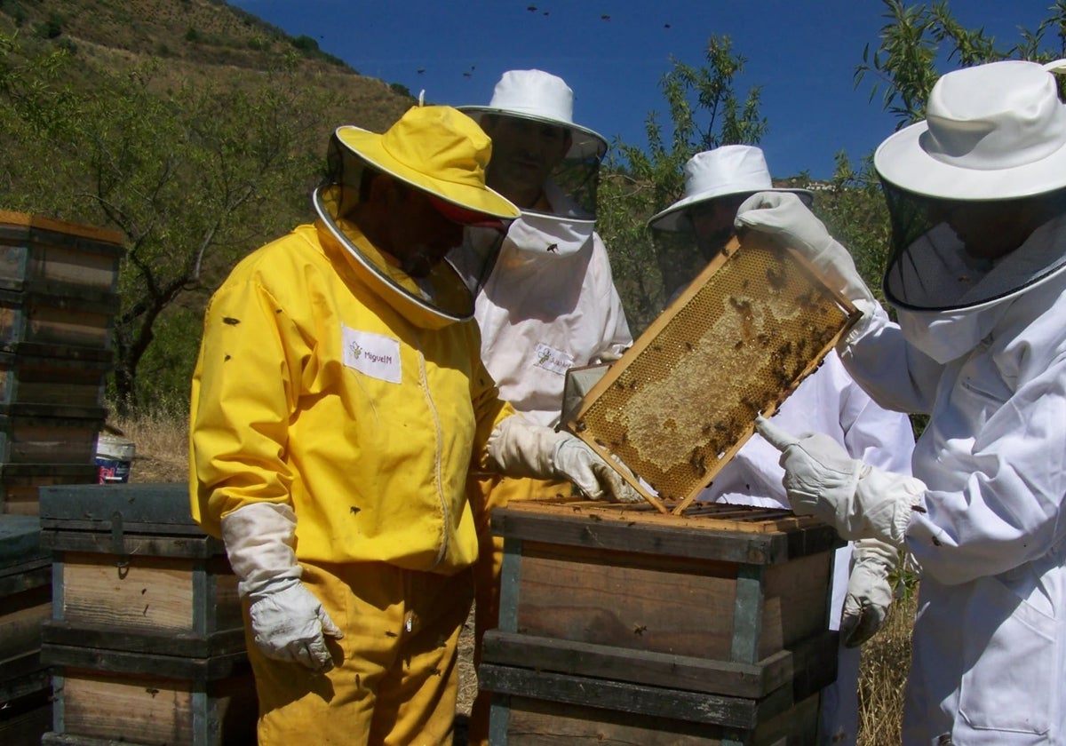 Beekeepers in the Axarquia handling their hives for honey production.