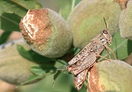 Farmers' fear as plague of locusts, grasshoppers and crickets detected in Malaga province