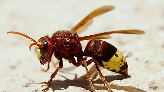 Watch out for the oriental hornet on the Costa del Sol: this is where it has already been spotted