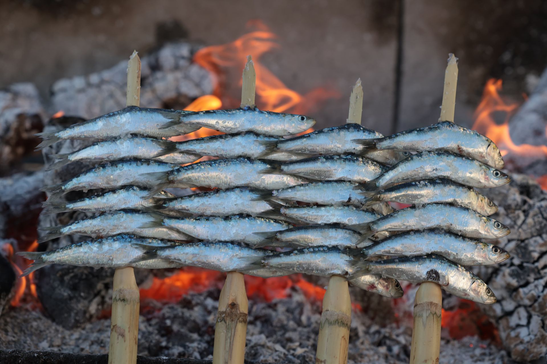 Finalists in the search for the best sardines on the Costa del Sol, in photographs