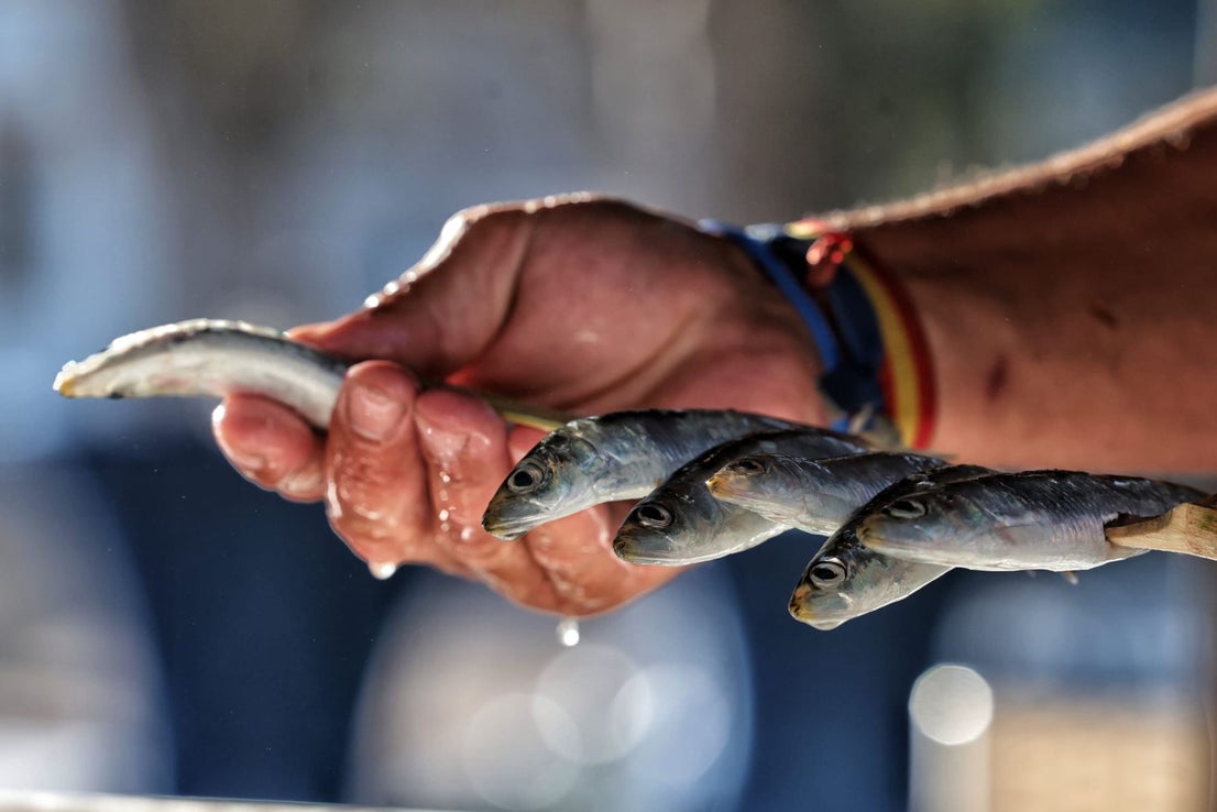 Finalists in the search for the best sardines on the Costa del Sol, in photographs