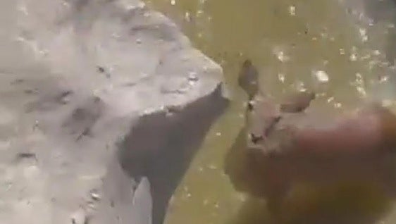 This is the moment a deer was released after becoming trapped in a narrow gorge in a Serranía de Ronda town