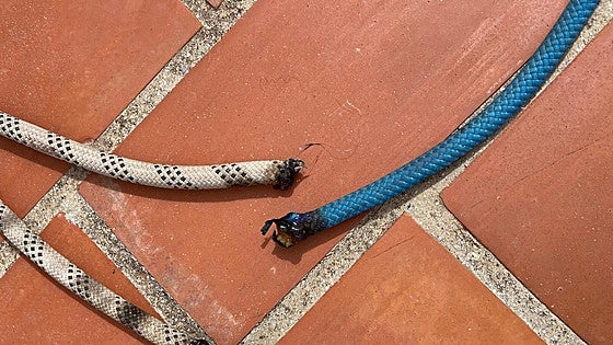 Woman reported for damaging abseiling ropes of builders working on façade of building in Granada