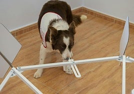 Yuca can detect cancer.