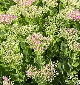 Hylotelephium telephium sp.