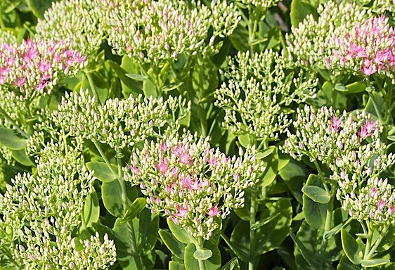Recommended for your garden in the south of Spain: Hylotelphium telephium