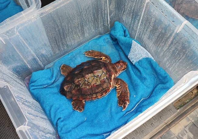 One of the loggerhead turtles.