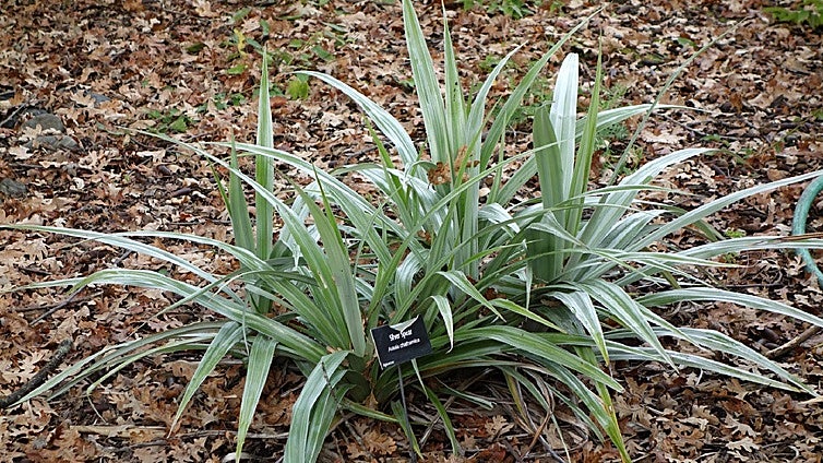 Recommended for your garden in the south of Spain: Astelia chathamica