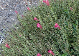 Scutellaria suffrutescens.