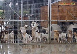 The canine charity old shelter was prone to flooding.