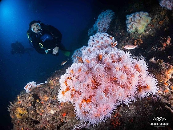 Dive down to the coral trees of Spain's Costa Tropical