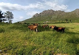 Cachena cows in the mountains of Vincios.