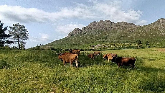 The brigades of cows, sheep and goats helping to fight forest fires in Spain