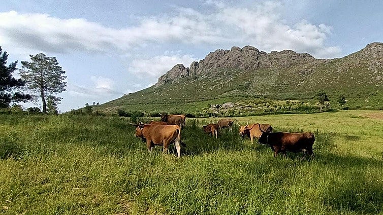 The brigades of cows, sheep and goats helping to fight forest fires in Spain