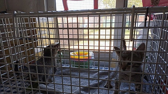 Campo de Gibraltar cat shelter sends out urgent plea for temporary foster homes for felines