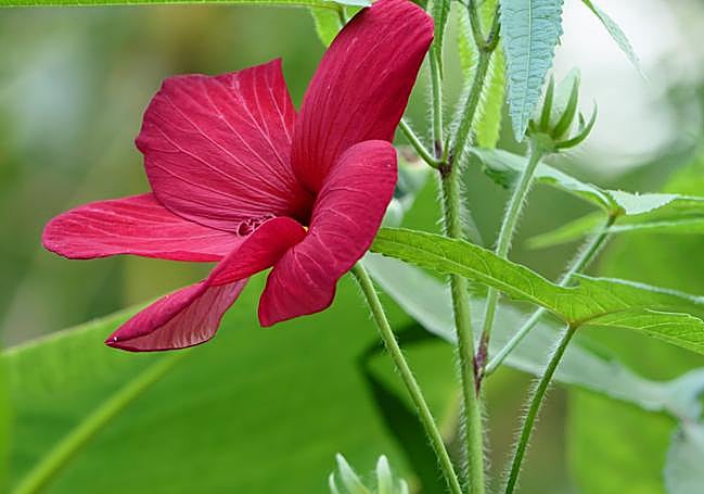 Abelmoschus moschatus red variety.