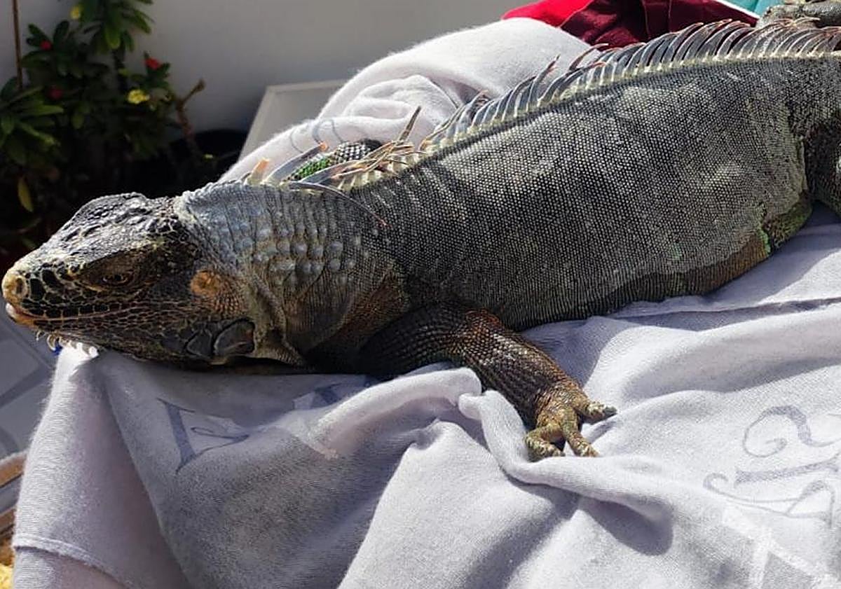 Imagen principal - Police uncover 'zoological and biological time bomb' on Spain's Canary Islands