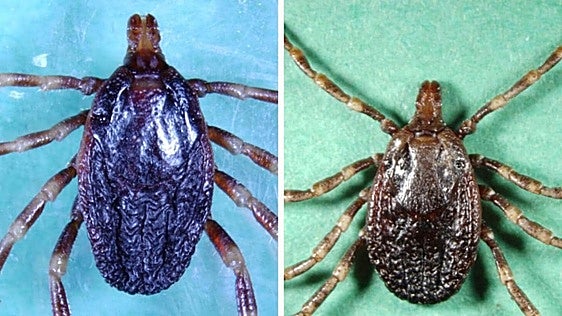 Tick fever case confirmed in Spain