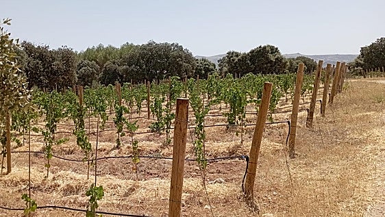 New winery planned in Ronda aimed at luxury tourism