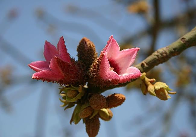 Brachychiton discolor buds opening.