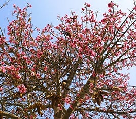 Brachychiton discolor.