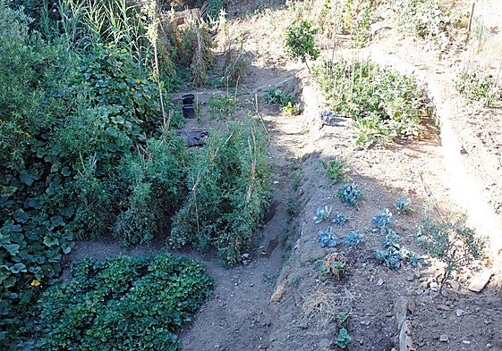 View of some of the allotments in the area.
