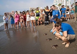 Moment of the release of the turtles, at El Bil Bil beach in Benalmádena.